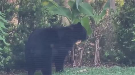 Image result for Bear Attacks Washing Machine