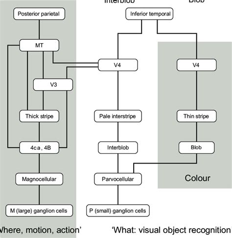 Image result for Visual Processing