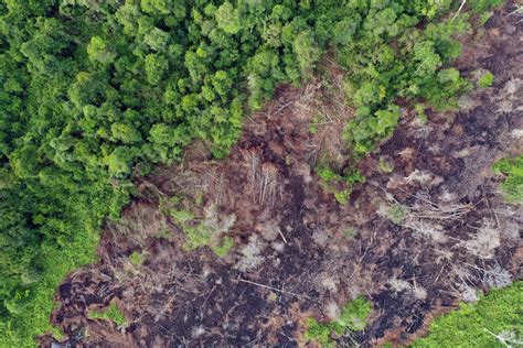 Global Deforestation Rates Surge, Forest Declaration Assessment 2024 ...