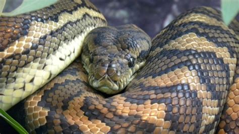 Image result for Carpet Python Heat Zones