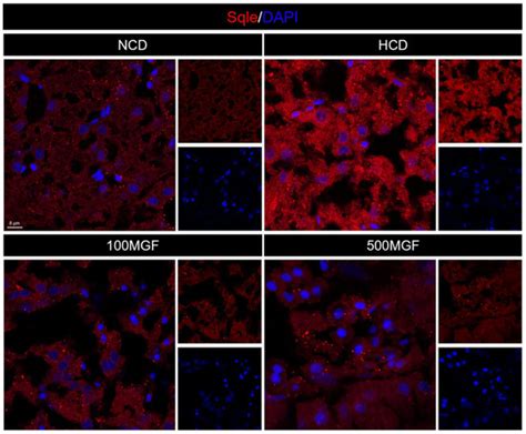Supplementation of Mangiferin to a High-Starch Diet Alleviates Hepatic ...