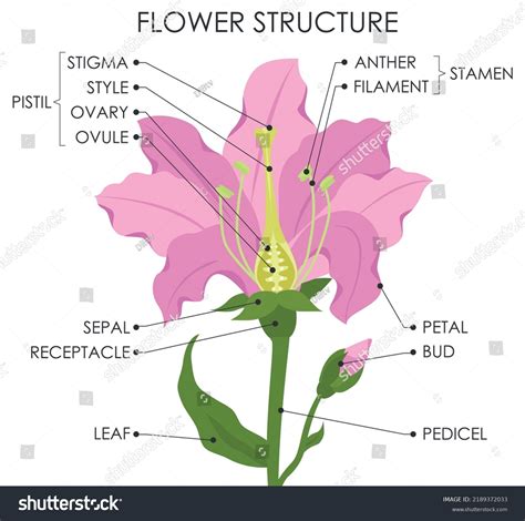 1,459 Flower Parts Diagram Images, Stock Photos & Vectors | Shutterstock