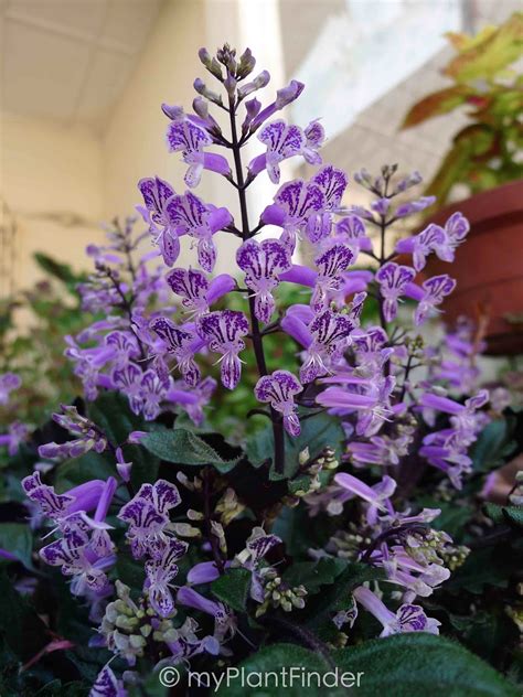 MY PLANT FINDER | Plant Guide: Plectranthus 'Mona Lavender'