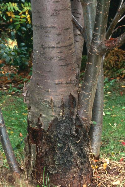 Image result for Mountain Ash Tree Problems