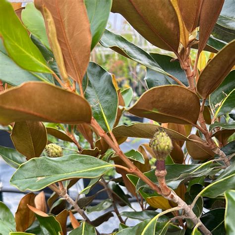 Little Gem Magnolias | Texas Tree Farms