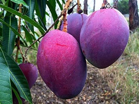 Trothic Gardens Rare Mango Fruit 1 Grafted Plant - Variety : Thailand ...