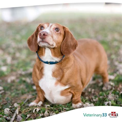 Prophylactic omeprazole in dogs treated for acute thoracolumbar intervertebral disc extrusion ...