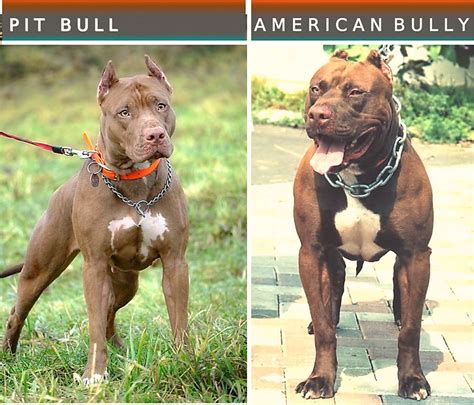 15 Dog Breeds That Look Like the Pit Bull Terrier - PetHelpful