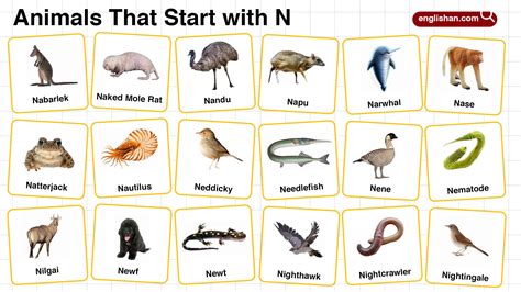 20+ Animals That Start With N: Names, Facts, and Pictures