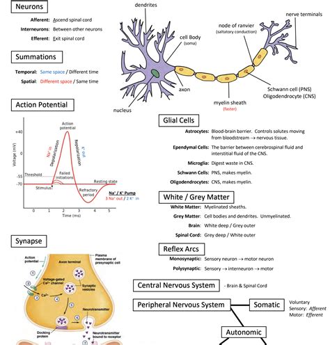 Miledown MCAT Review Sheets (92 Pages) — King of the Curve