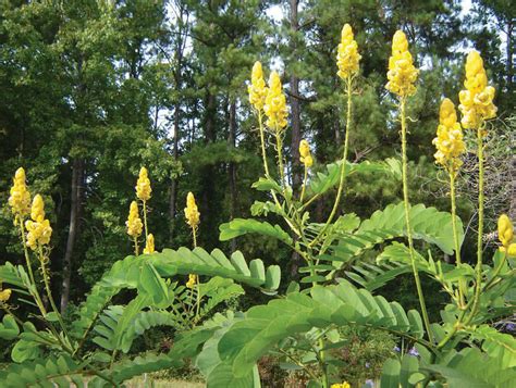 Best Cassia Alata Trees Plants Nurseries Near To Me Kadiyam India ...