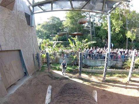 Image result for Elephant GoPro