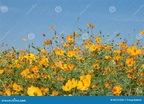 Yellow Cosmos flower stock photo. Image of floral, petal - 85737204