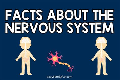 50+ Interesting Facts about the Nervous System [Fact Cards]
