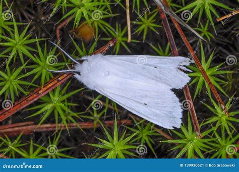 Fall Webworm Hyphantria Cunea in the Adirondack Mountains of New York ...