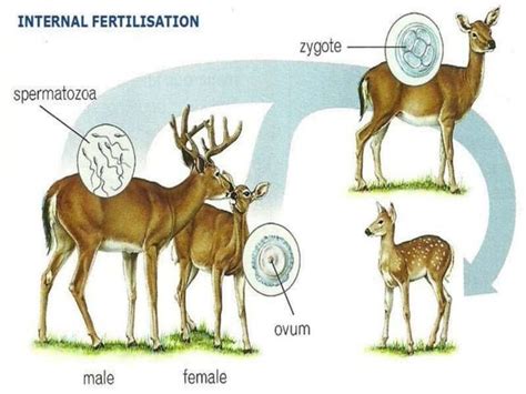 Image result for Reproduction in Animals Practical Video