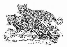 ausmalbilder tiere leopard ausmalbild leopard ausmalbilder f 252 r kinder ausmalen ausmalbilder tiere leopard ausmalbild leopard ausmalbilder f 252 r kinder ausmalen