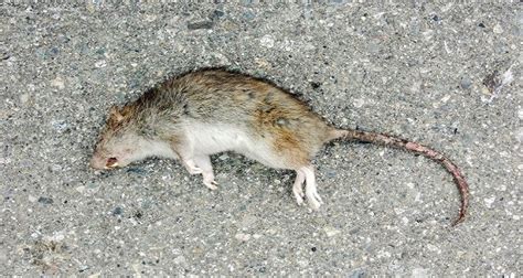 Healthcare Pest Control Services | Home