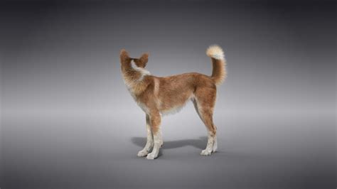 Chinese Rural Dog 3D Model - TurboSquid 2006702