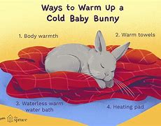 Image result for Baby Bunny Bellies