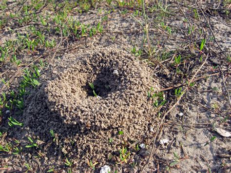 How To Get Rid of Ant Hills [Fast + Easy Solutions] (2024) | Today's ...