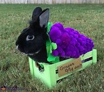 Image result for Baby Bunny Halloween Costume