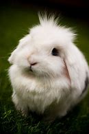 Image result for Cute Fluffy Easter Bunny