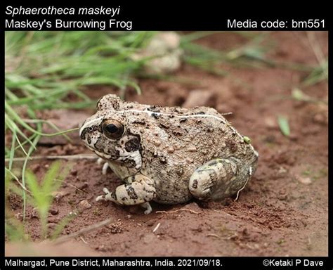 Sphaerotheca maskeyi (Schleich and Anders, 1998) - Maskey's Burrowing ...