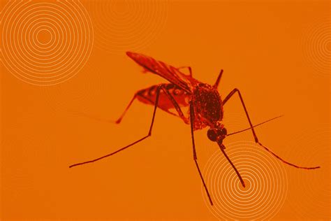Dengue Mosquito Bite Looks Like