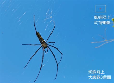 蜘蛛织网为什么又拆网 - 天奇百科