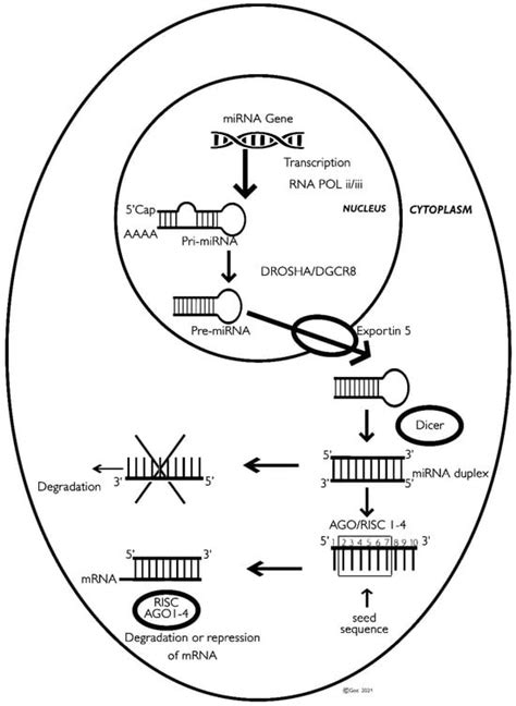 Image result for microRNA Design
