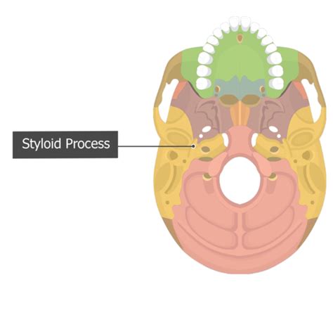 Image result for Temporal Styloid Process Anatomy