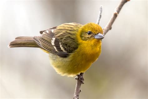 Rare Colored Animals