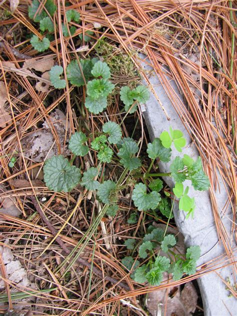 Creeping Charlie Weeds