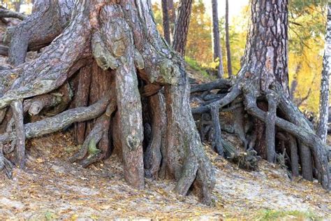 Image result for About Root System