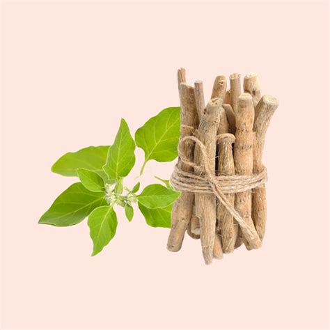 Buy Ashwagandha Oil Online in India – Bulk Supplier & Manufacturer ...