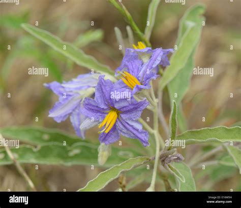 Silverleaf nightshade solanum elaeagnifolium hi-res stock photography and images - Alamy