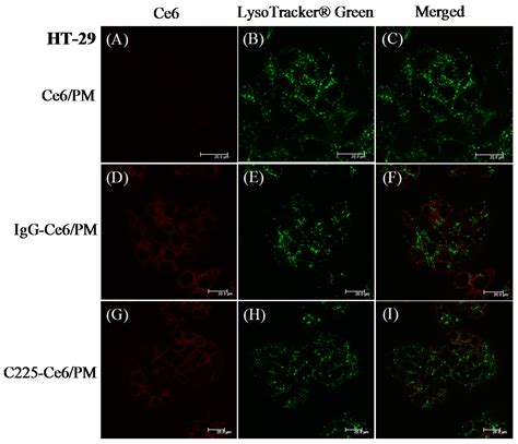 Enhanced Antitumor Effects of Epidermal Growth Factor Receptor ...