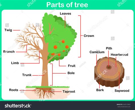 Leaning Parts Tree Kids Worksheet Stock Vector (Royalty Free) 242513365 | Shutterstock