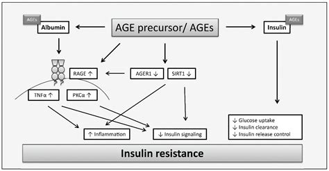 Advanced Glycation End Products and Oxidative Stress in Type 2 Diabetes ...