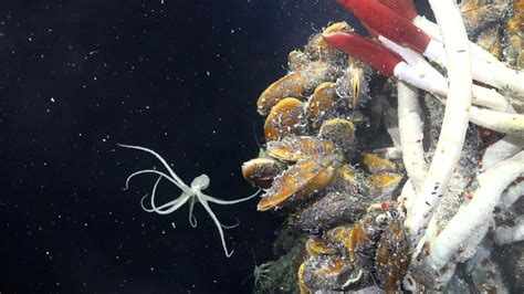 The stunning deep sea footage scientists filmed in 2023 - Blog