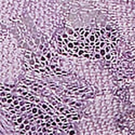 Bra (ब्रा) - Buy Bra for Women at Best Price | Victoria's Secret India