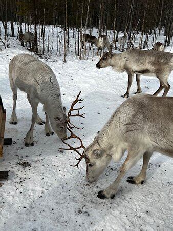 Reindeer Farm Porohaka - Rovaniemi - Rovaniemi | Tripadvisor
