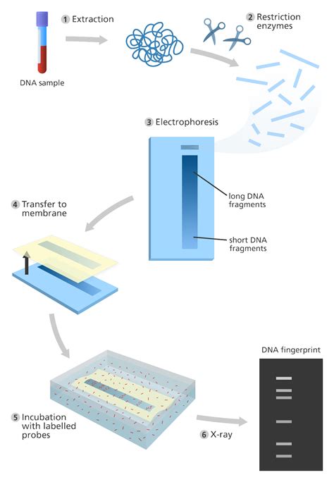 Image result for DNA Fingerprinting Class 12 Experiment