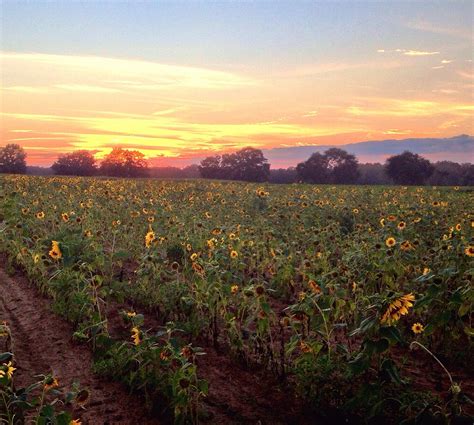 Aplin Farms Sunflower Field in Alabama