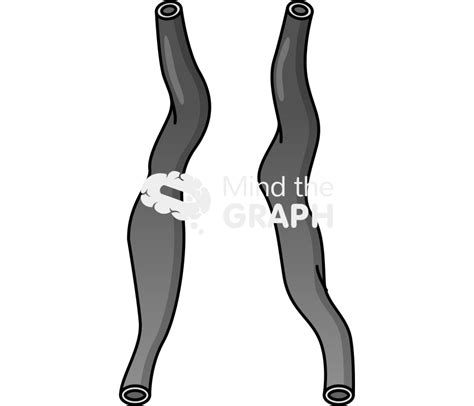 Image result for Heart Development Process