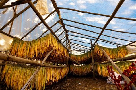 Image result for Marijuana Drying Methods