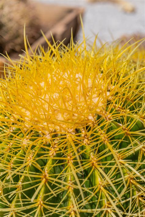 Golden Barrel (Echinocactus grusonii) — Cactus World