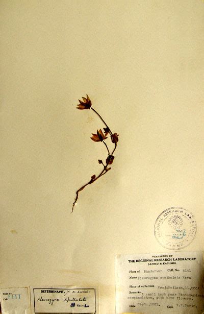 pleurogyna_spatulata