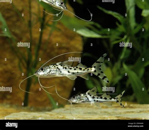 Spotted Pimelodus or Pictus Catfish, pimelodus pictus Stock Photo - Alamy